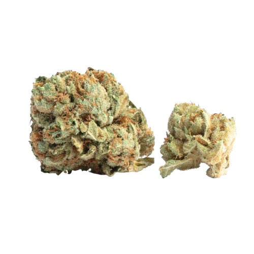 Strawberry X Gelato Hydroponie