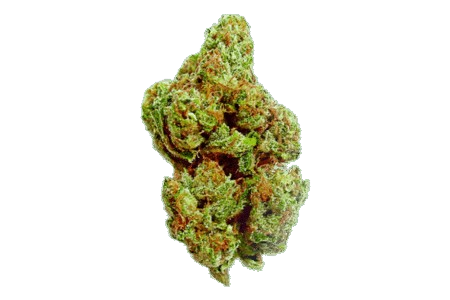 WaterMelon Hydroponie