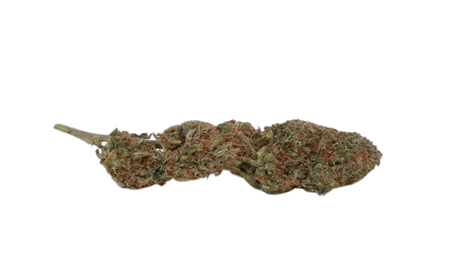 Yuzu Kush Hydroponie